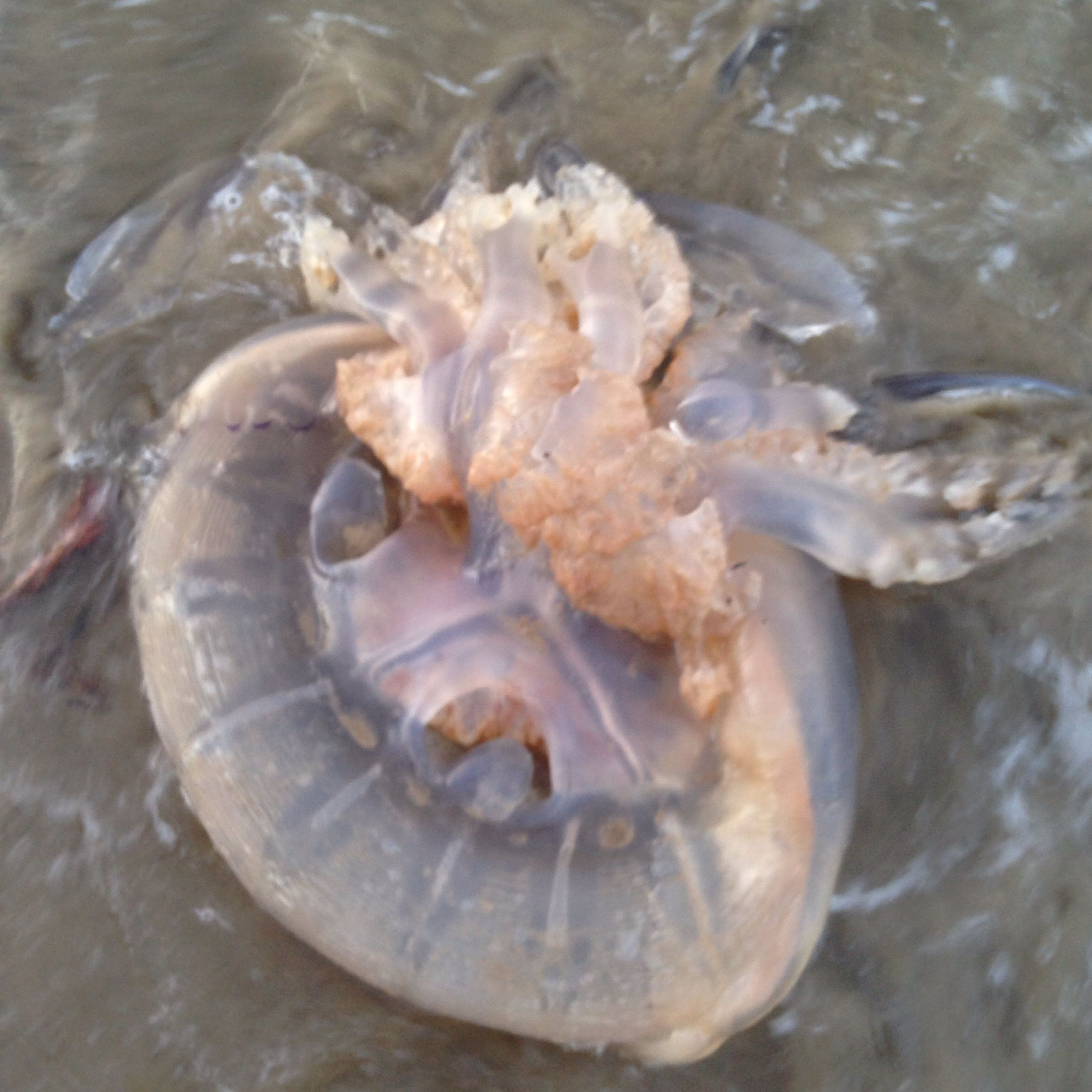 Diese Qualle mit bloßen Händen raus geholt. Ist sie giftig