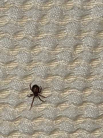 Diese Spinne giftig bitte siehe Bild?
