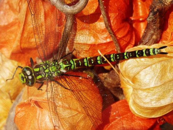 Libelle - (Name, Natur und Umwelt, Libelle)