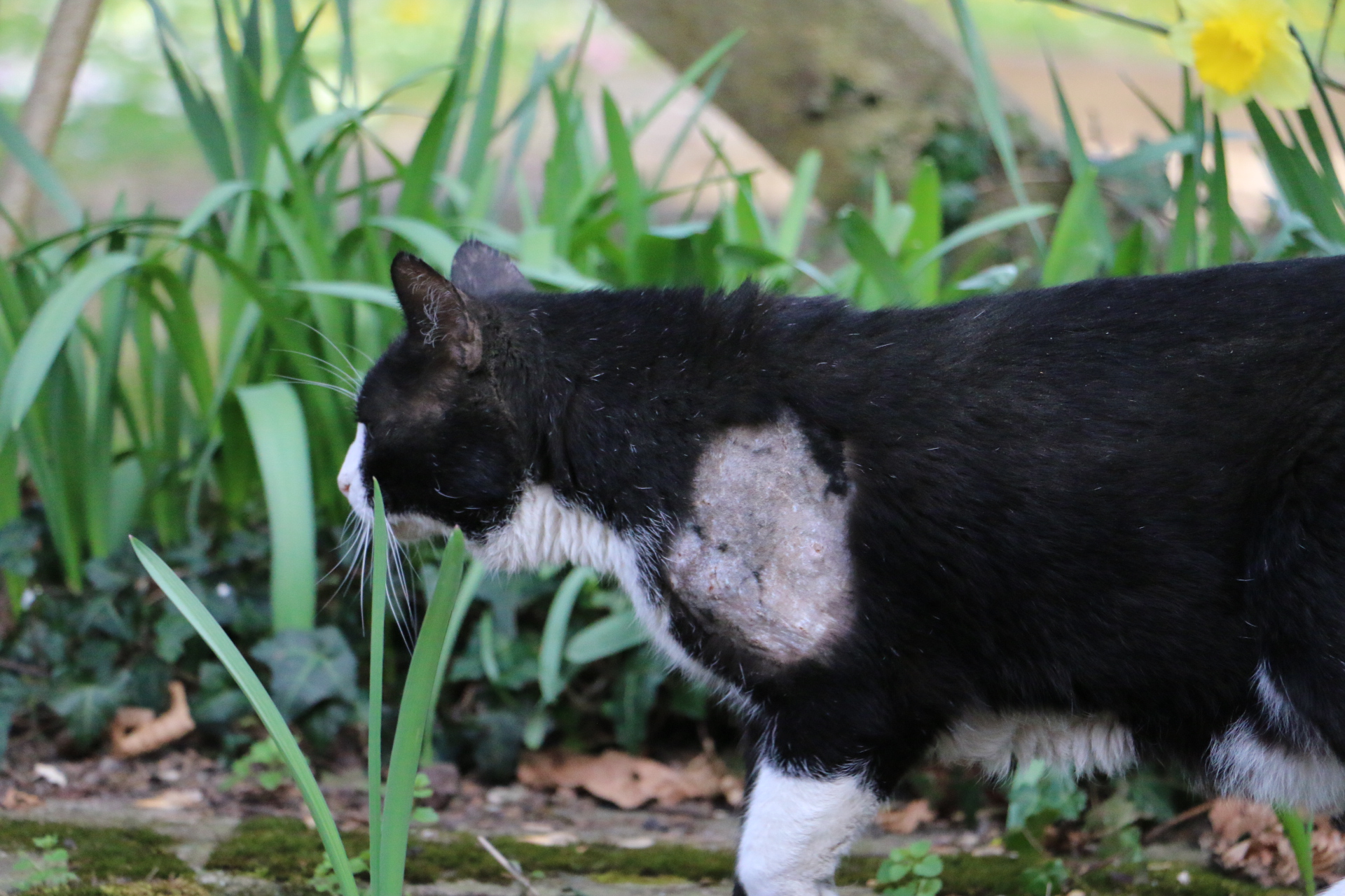 diesen kater unsere katze besteigen lassen gesundheit katzen