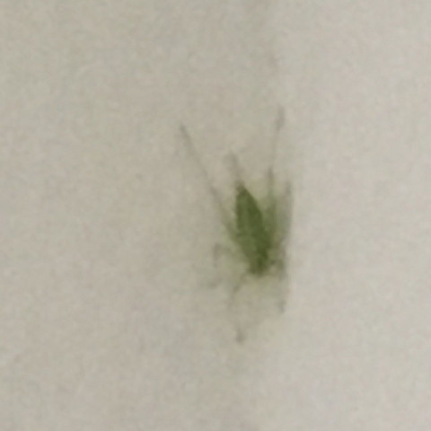 Dieses grüne Tier kam irgendwie in die Wohnung - was ist das?