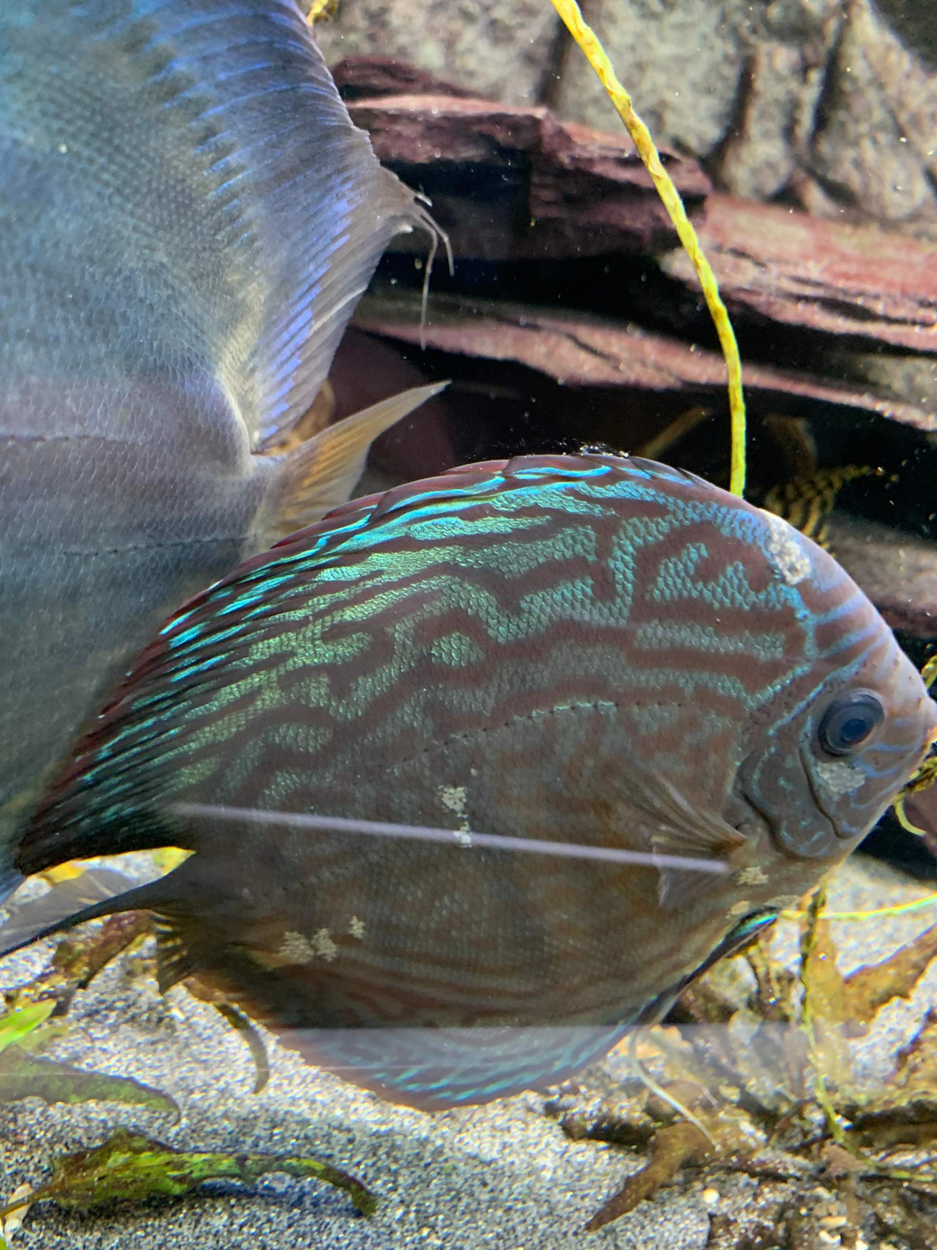 Diskus sind krank? Pilz? Weißer Schleim? (Aquarium, Aquaristik, Diskusfische)