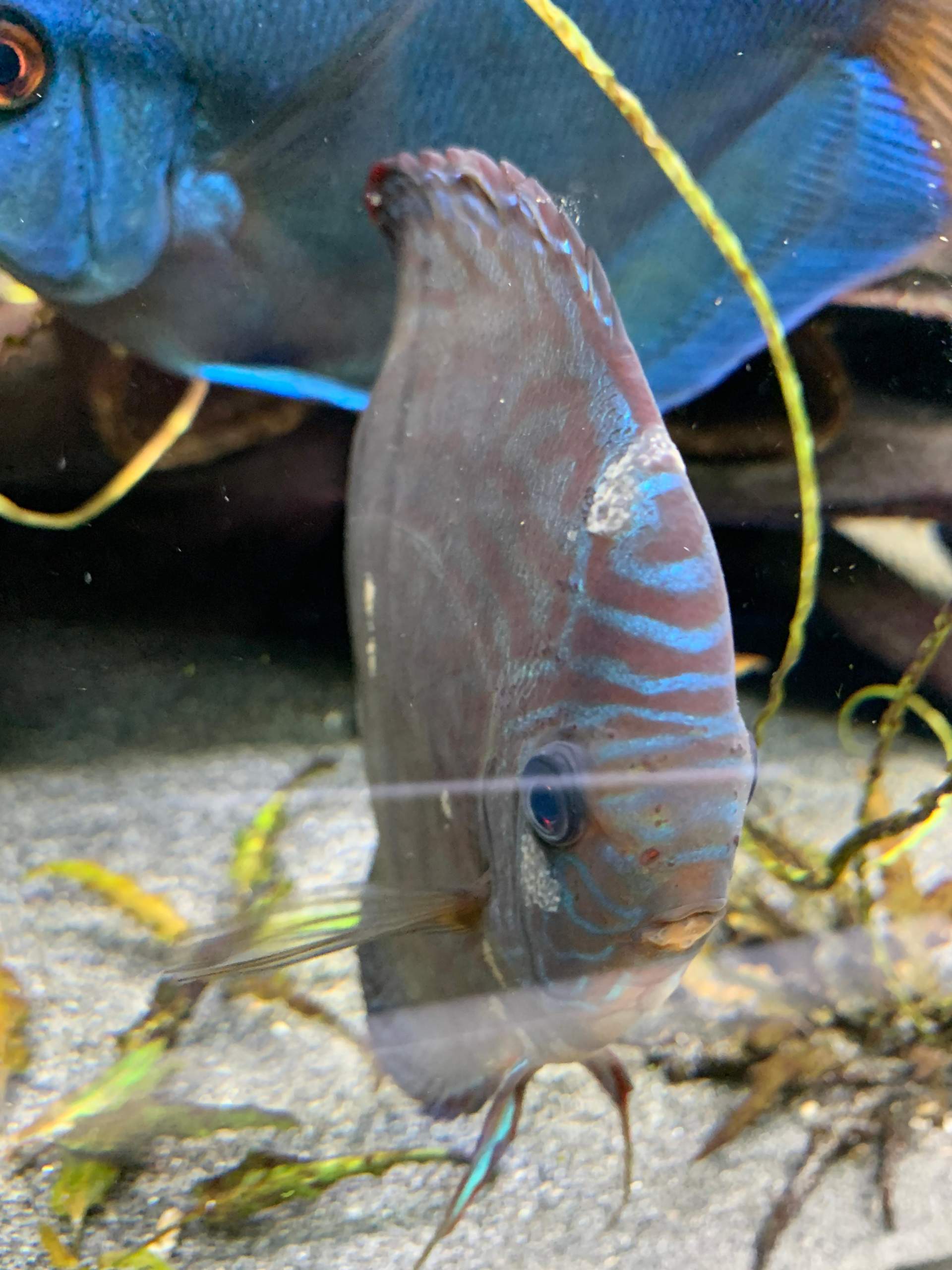 Diskus sind krank? Pilz? Weißer Schleim? (Aquarium, Aquaristik, Diskusfische)