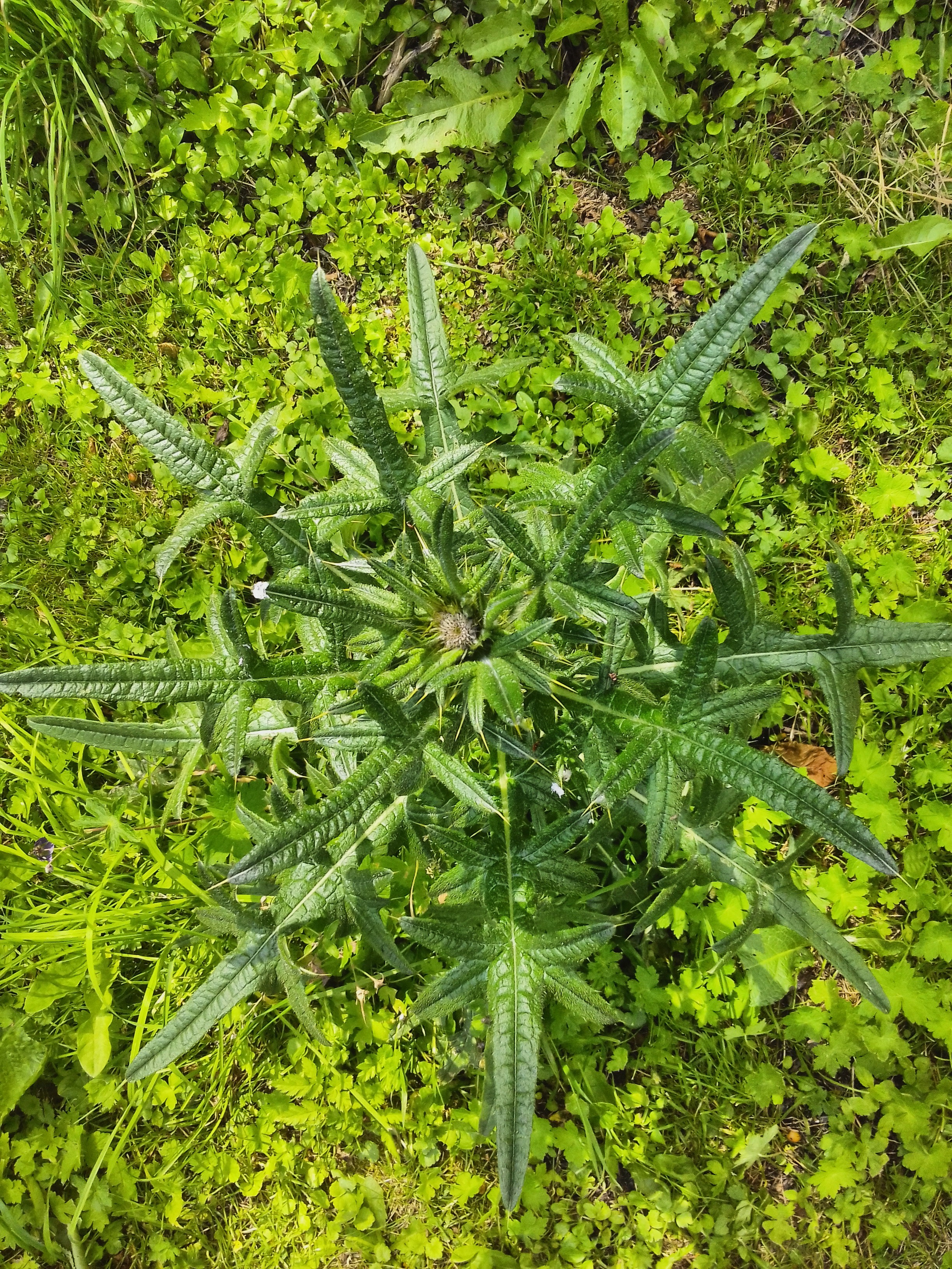 Distel im Garten. Welche Art? (Pflanzen)