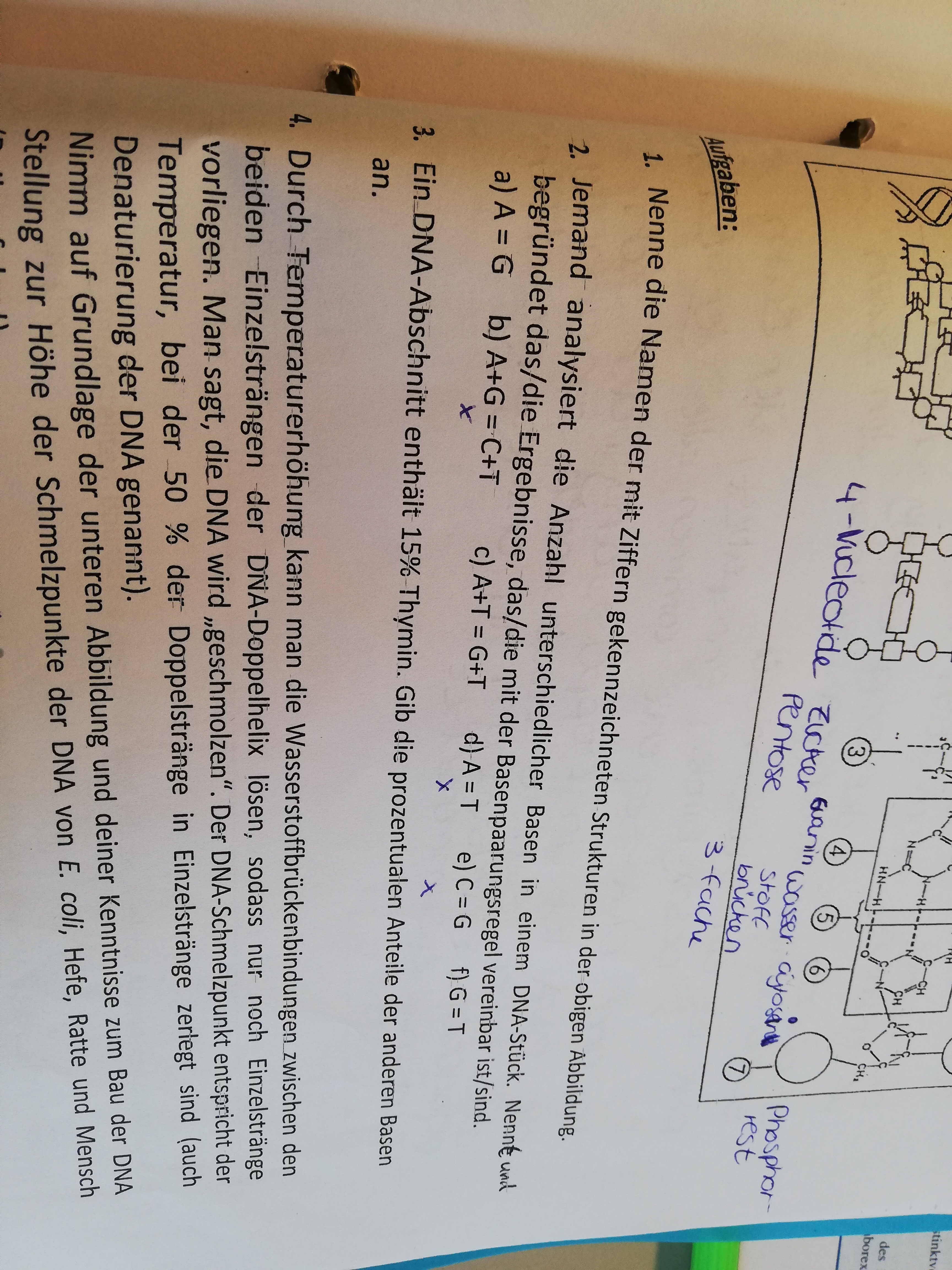 Dna Basenpaarungsregel Biologie