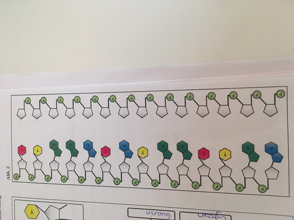 Dna Doppelhelix Vervollstandigen Biologie Genetik