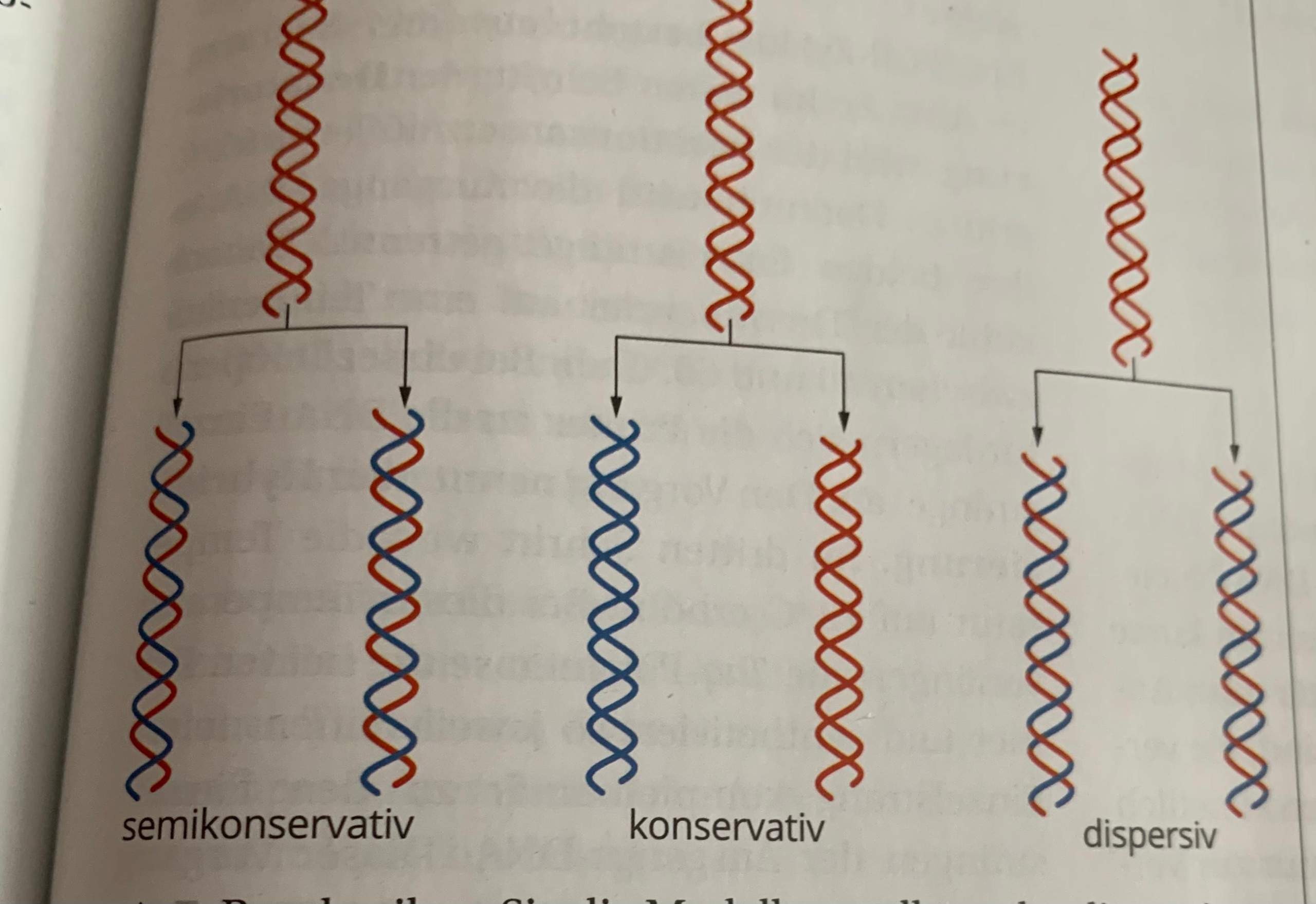 DNA-Replikation? (Schule, Biologie, Genetik)