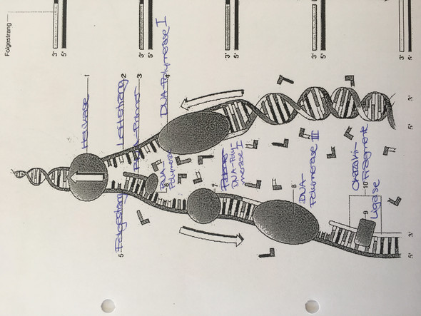 DNA Replikation-beschriften?