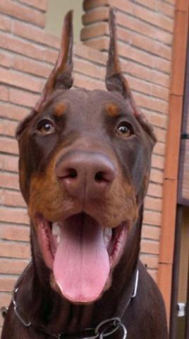Jetzt Schau Doch Nicht So Traurig Kleiner Dobermann Dobermann Hunde Dobermann Welpen Tiere Hund