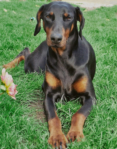 Dobermann Listenhund Hund Listenhunde