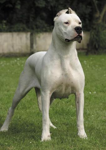 Kopierter Dogo Argentino - (Hund, traurig, Erfahrungen)