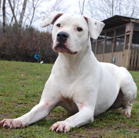 Normaler Dogo Argentino - (Hund, traurig, Erfahrungen)