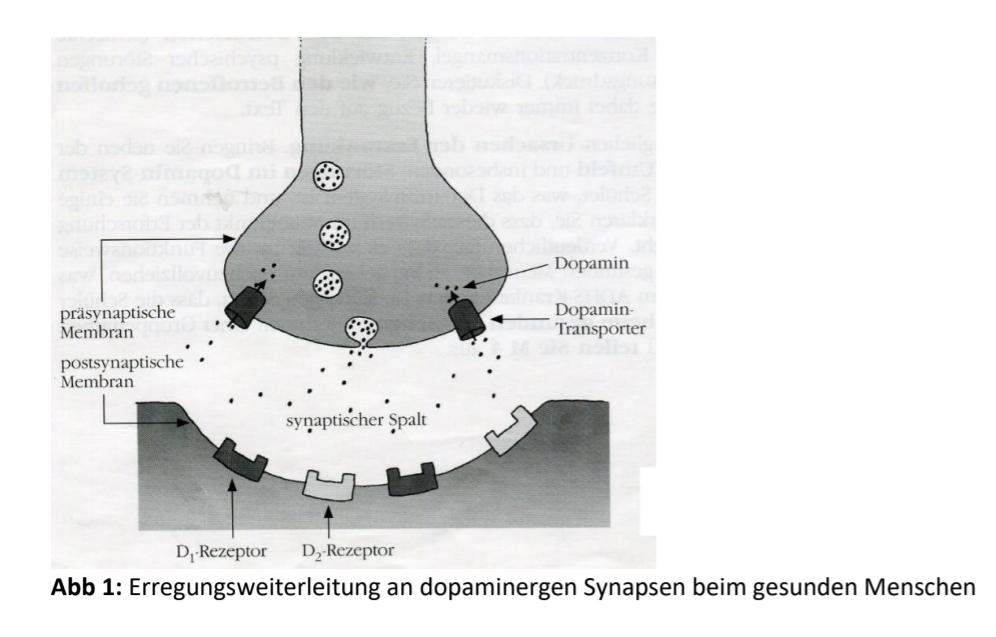 Dopaminergen Synapse? (Funktion, Neurobiologie, Beschreiben)