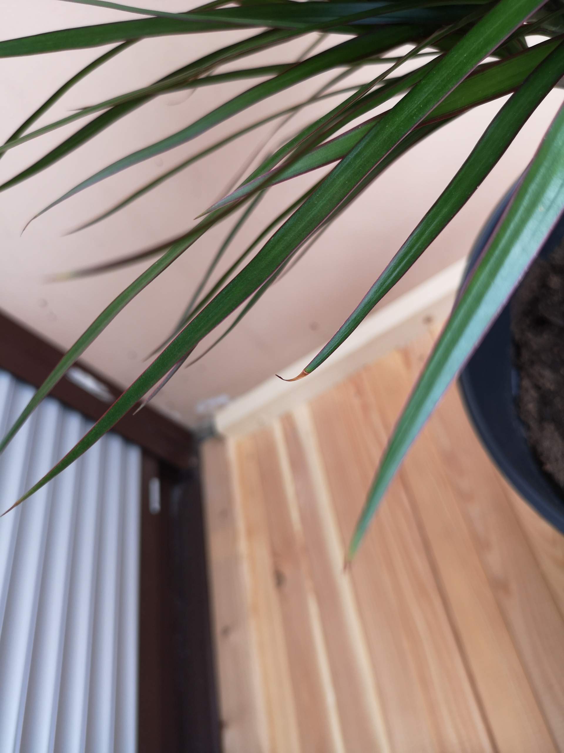 Dracaena marginata braune Blattspitzen? (Pflanzen, Pflanzenpflege, Bltter)