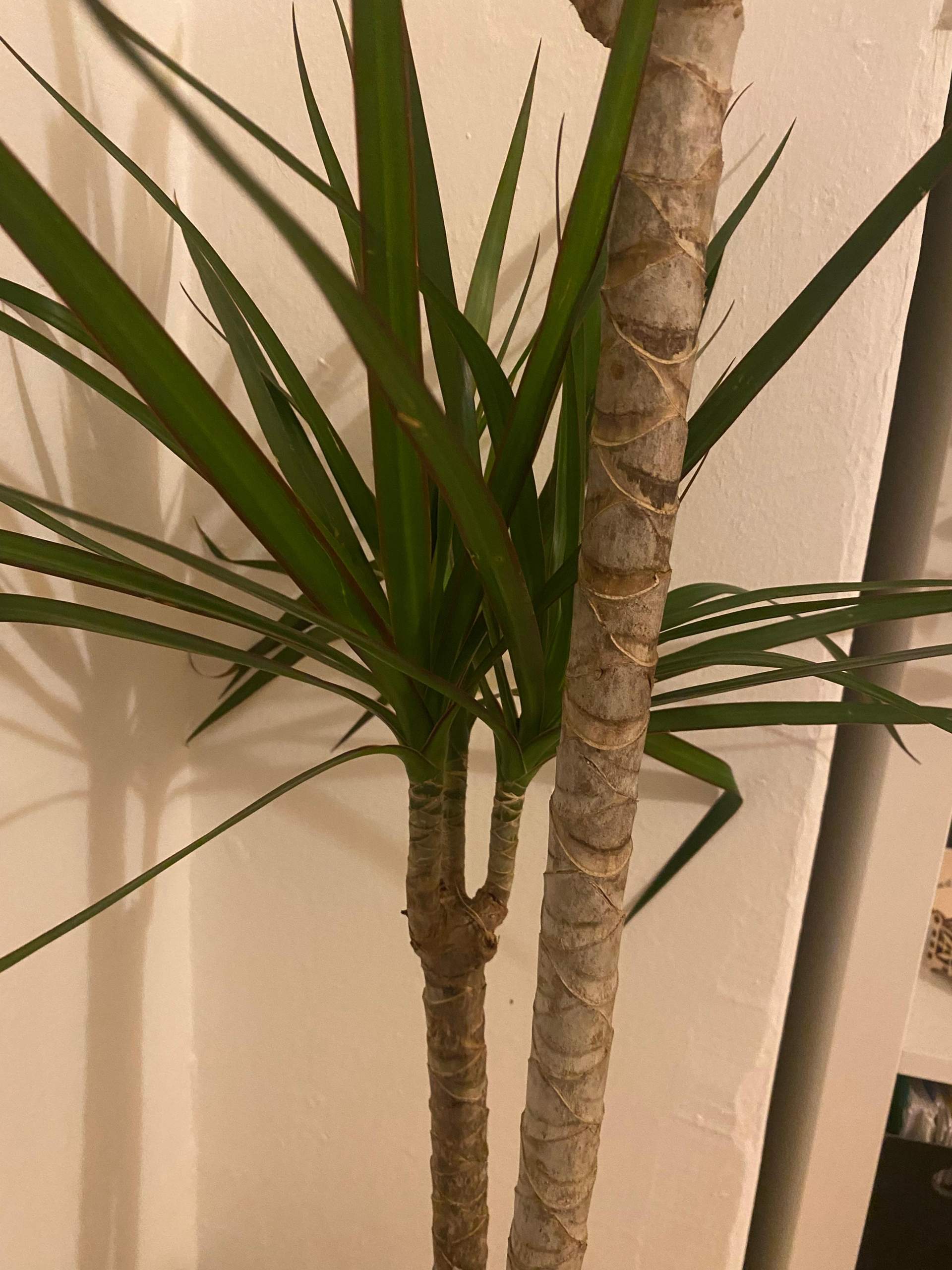 Dracaena Marginata (Drachenbaum) verliert Blätter? (Pflanzenpflege, Botanik, Zimmerpflanzen)
