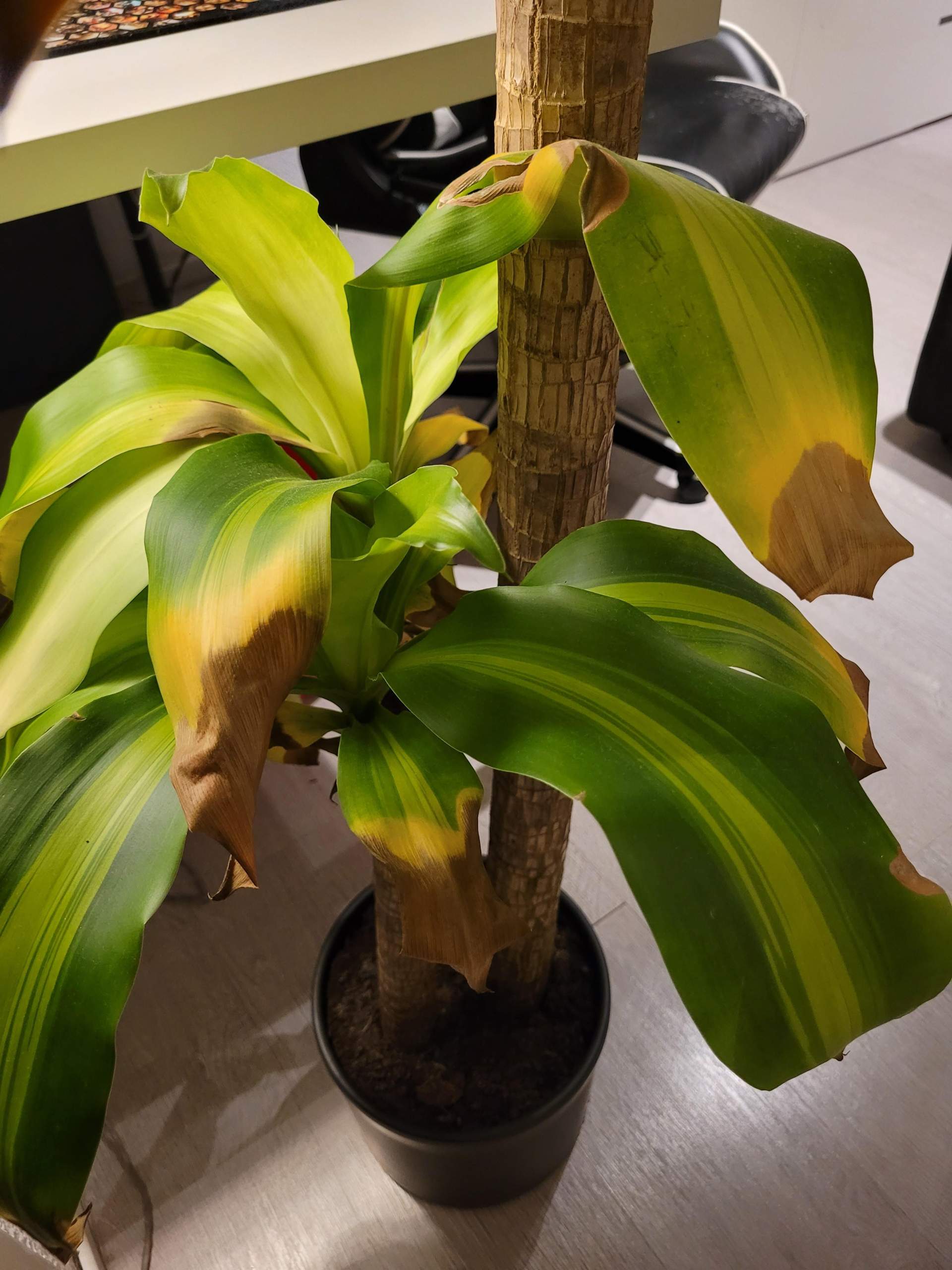 Dracaena Massangeana wird gelb? (Blumen, Baum, Pflanzenpflege)