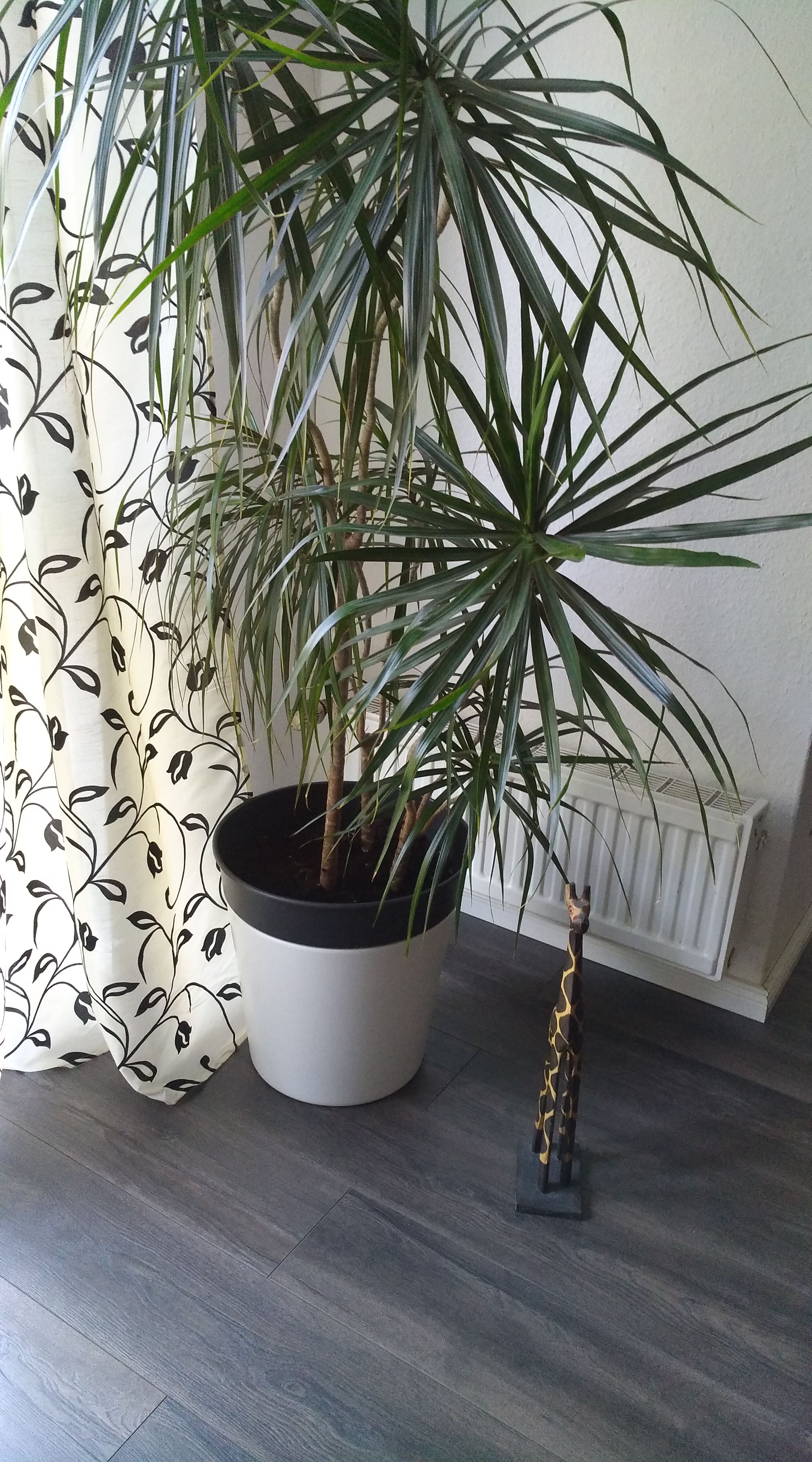 Dracaena Palme nach umtopfen direkt gießen? (umpflanzen)