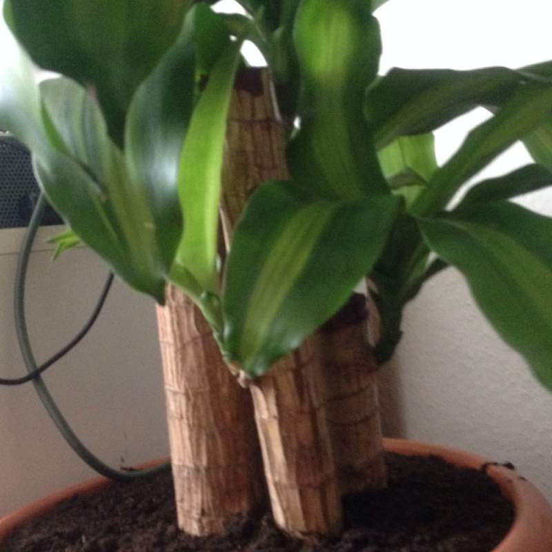 Drachenbaum, Blätter braun?! (Palme, braune Blätter)