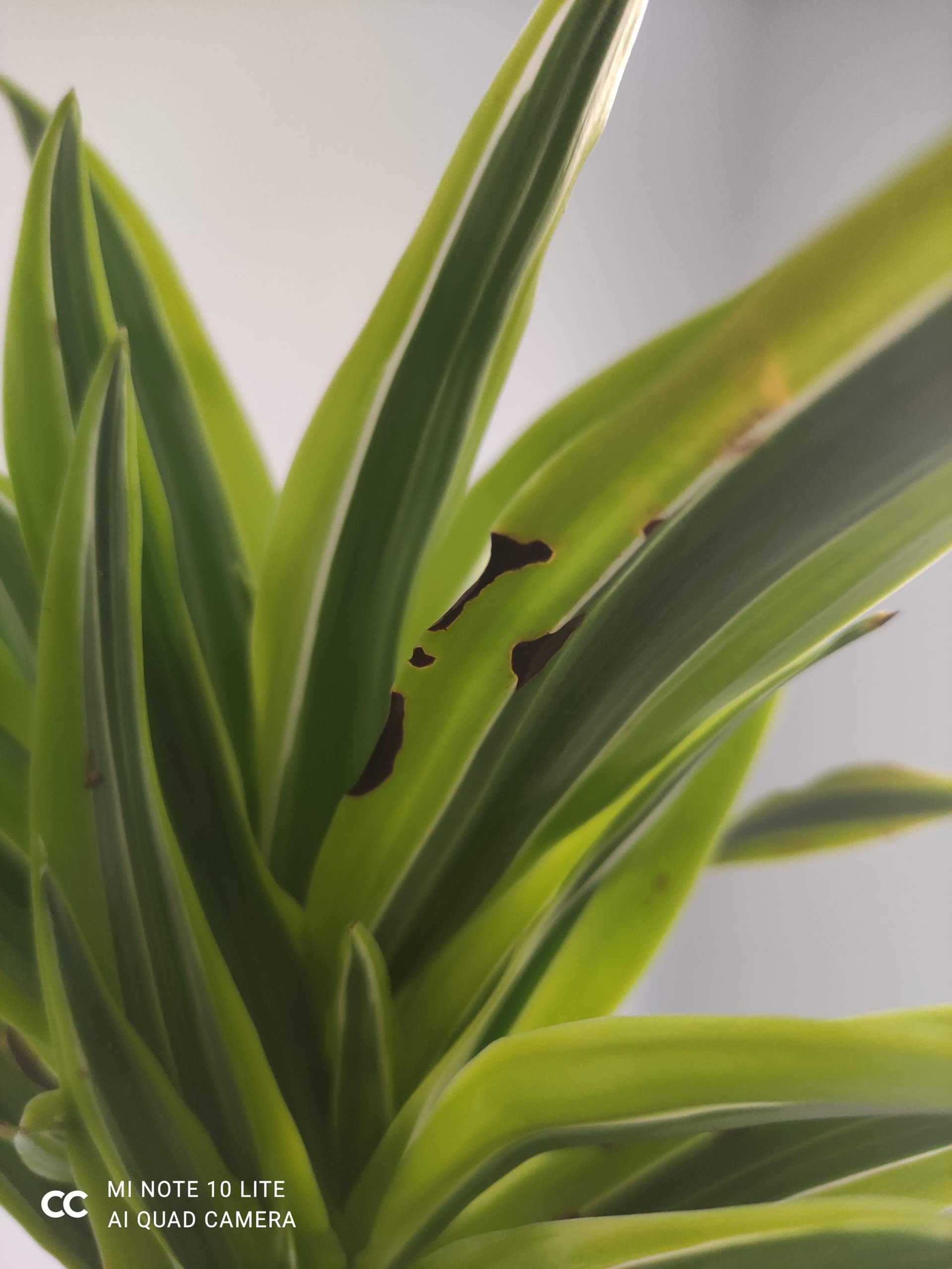 Drachenbaum mit Blattfleckenkrankheit retten? (Pflanzen, Garten,  Pflanzenpflege)