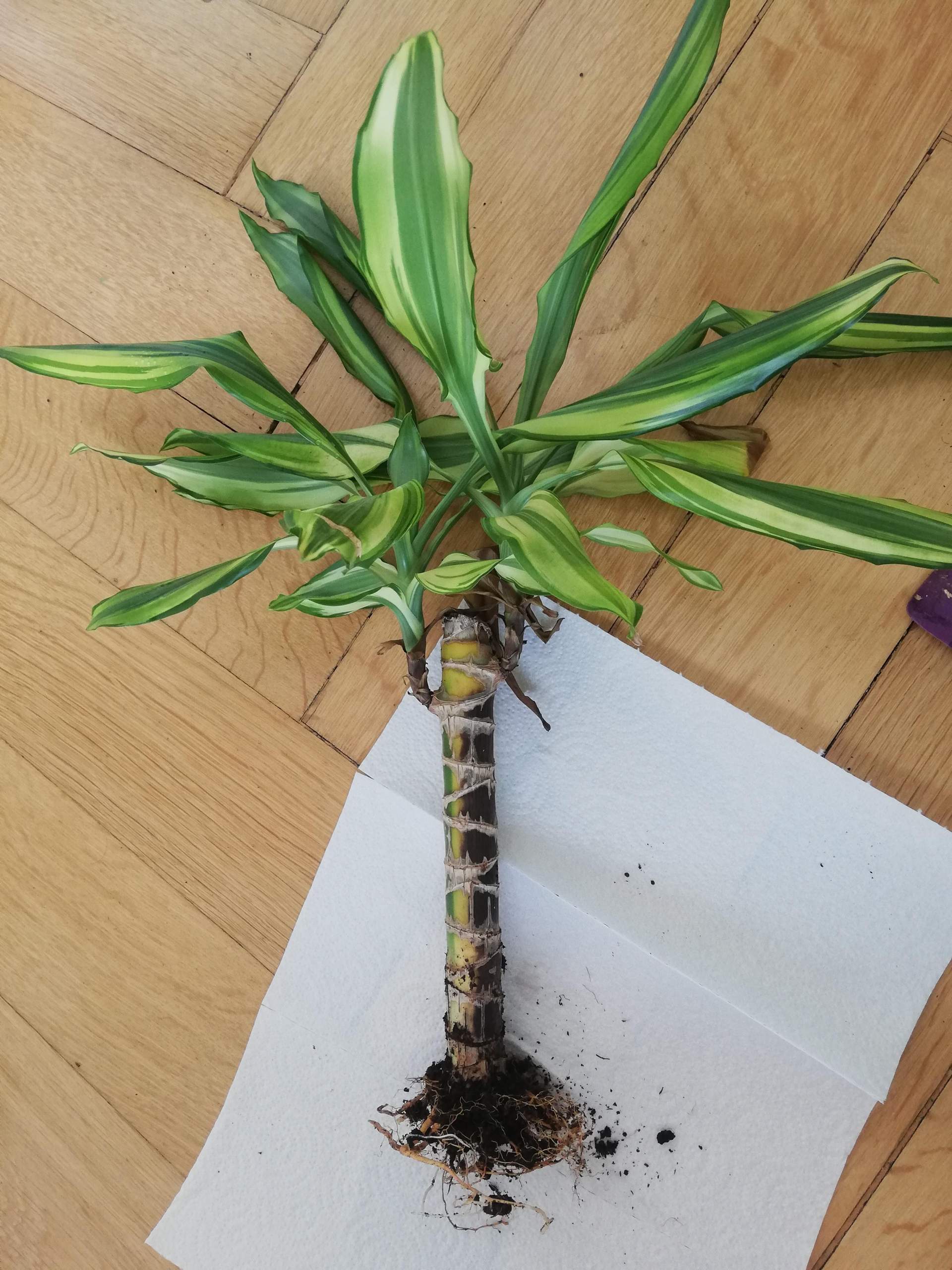 welche erde für glückskastanie Pachira aquatica - Glückskastanie Ø:21 H:80 cm - Pflanzen sicher zu dir  nach Hause main image 0