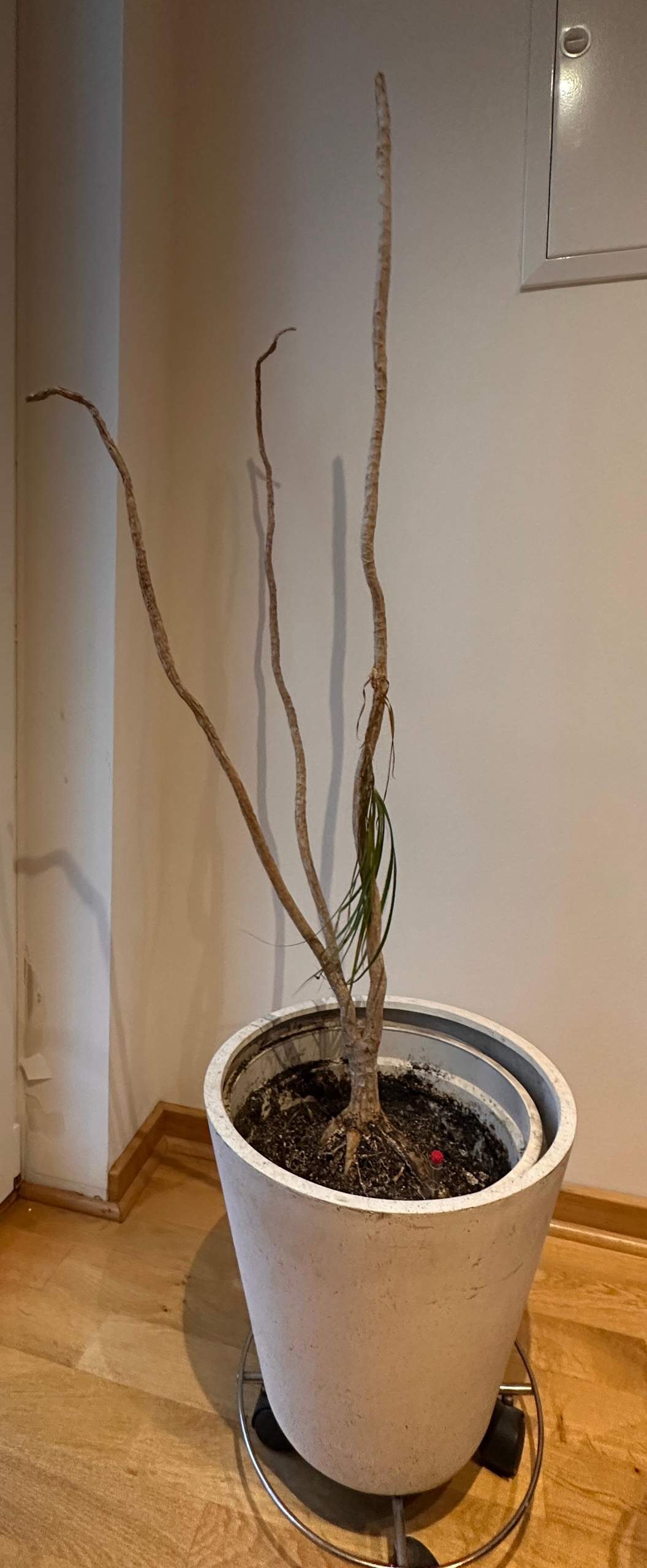 fargesia rufa hecke Bambus Fargesia rufa, nicht wuchernder immergrner Gartenbambus, grne