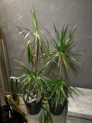 Drachenbaum Verliert Viele Frische Blatter Krankheit Pflanzen