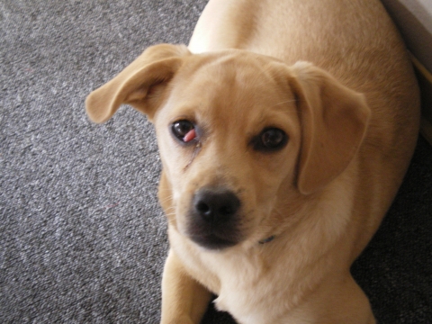 DRINGEND Hund hat was am Auge (Tierarzt Tierkrankheiten)