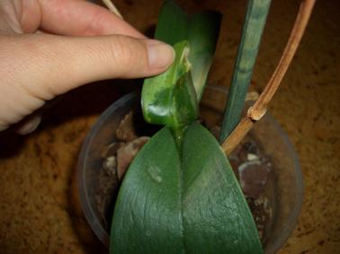 klebrige Unterseite, Blatt durchsichtig u. wässrig - (Krankheit, Infektion, Orchideen)