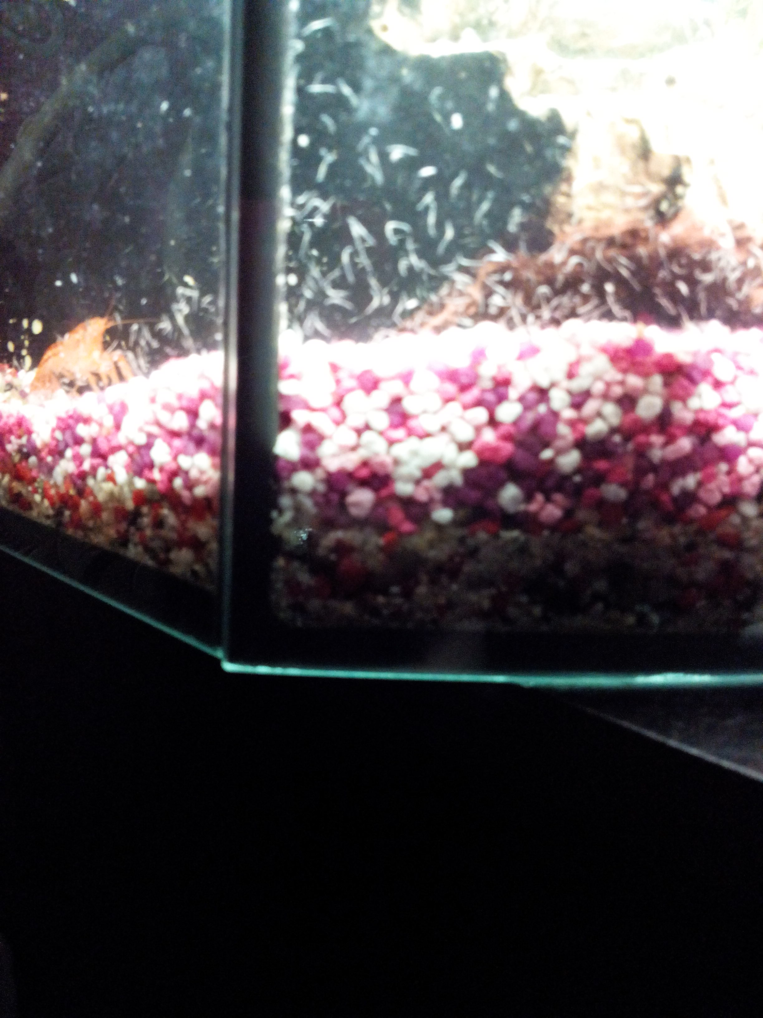 Dünne, weiße Würmer im Aquarium (Fische)