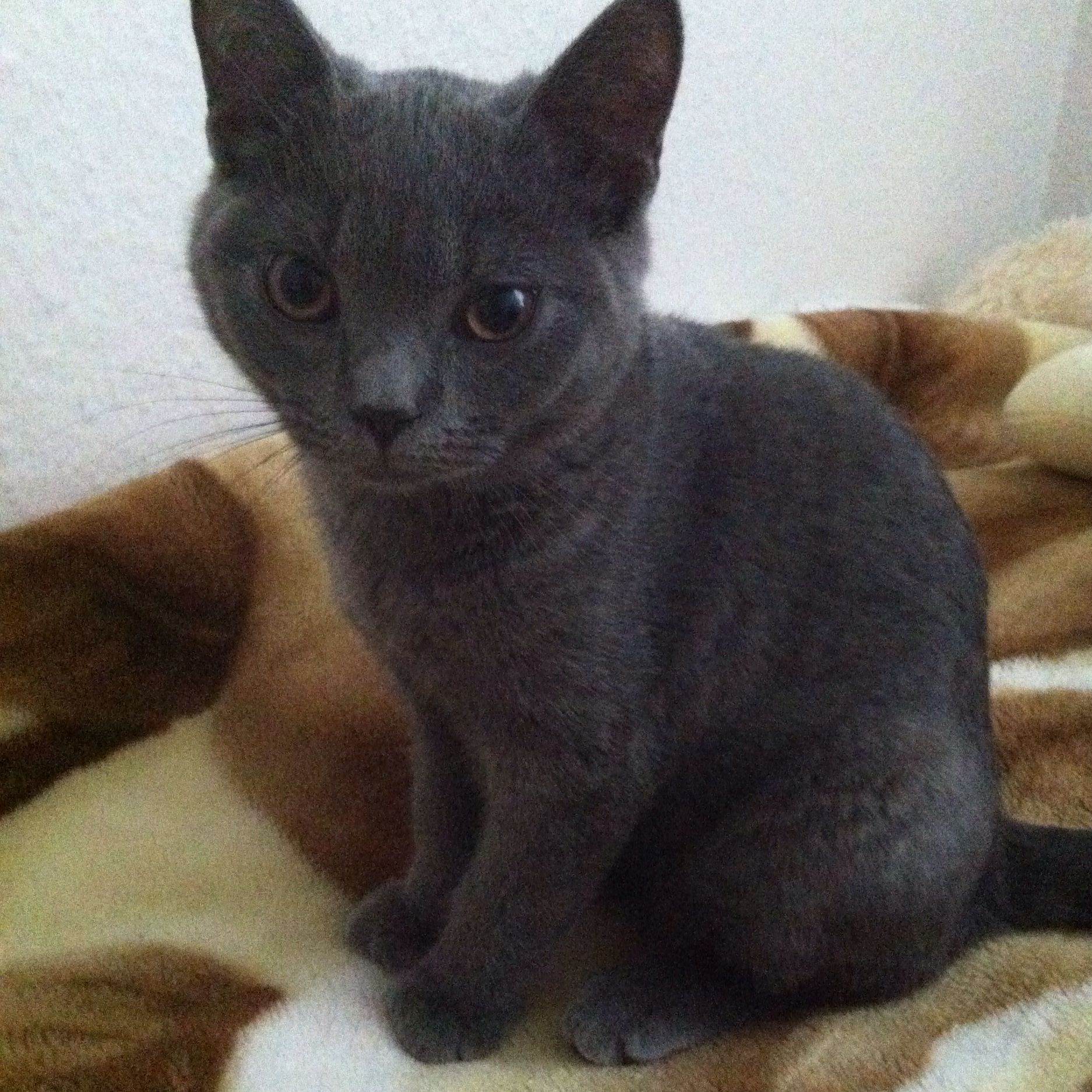 durfen britisch kurzhaar katzen raus