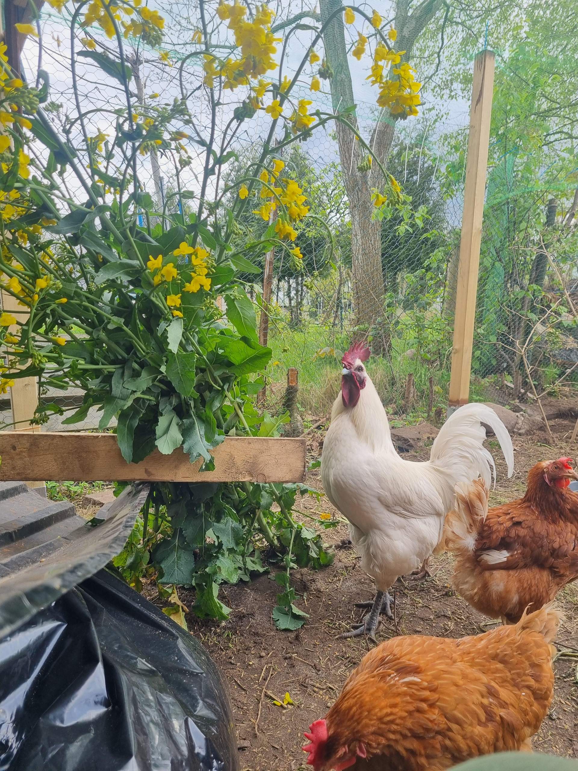 Dürfen Hühner Raps Blätter fressen? (Ernährung, Tierhaltung, Futter)