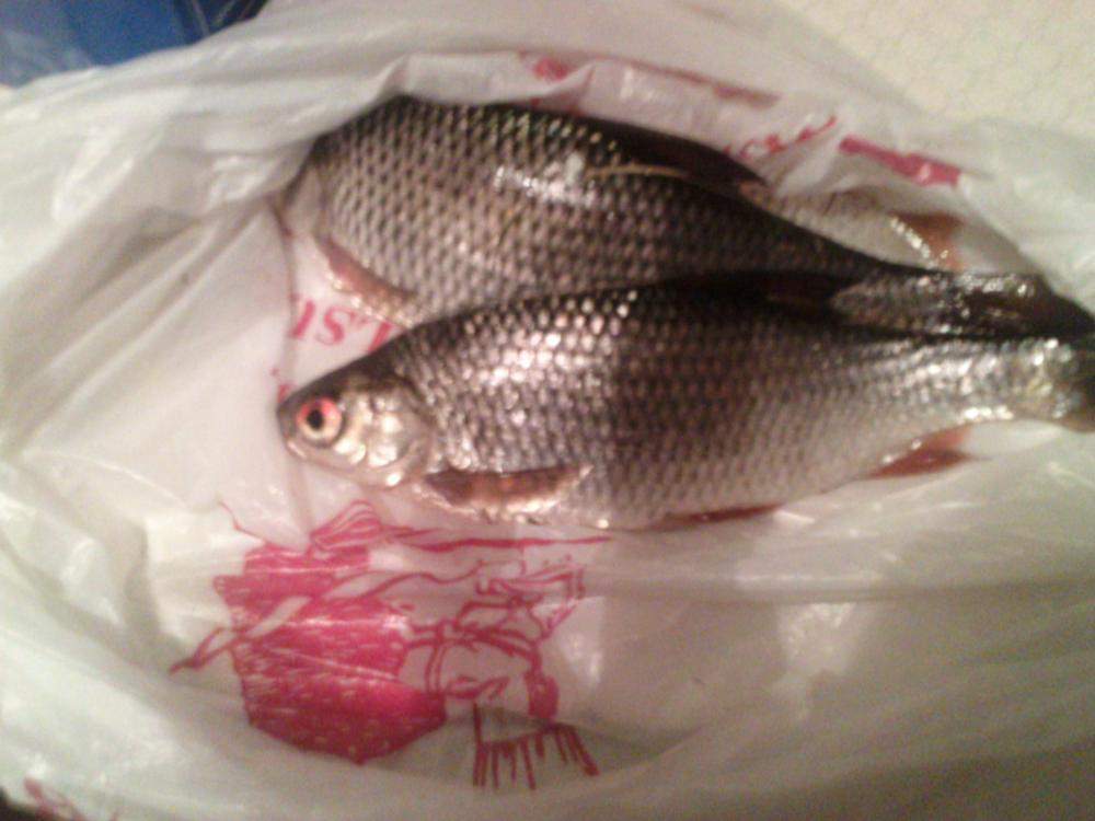 Dürfen Hunde Fisch fressen? (Hund)