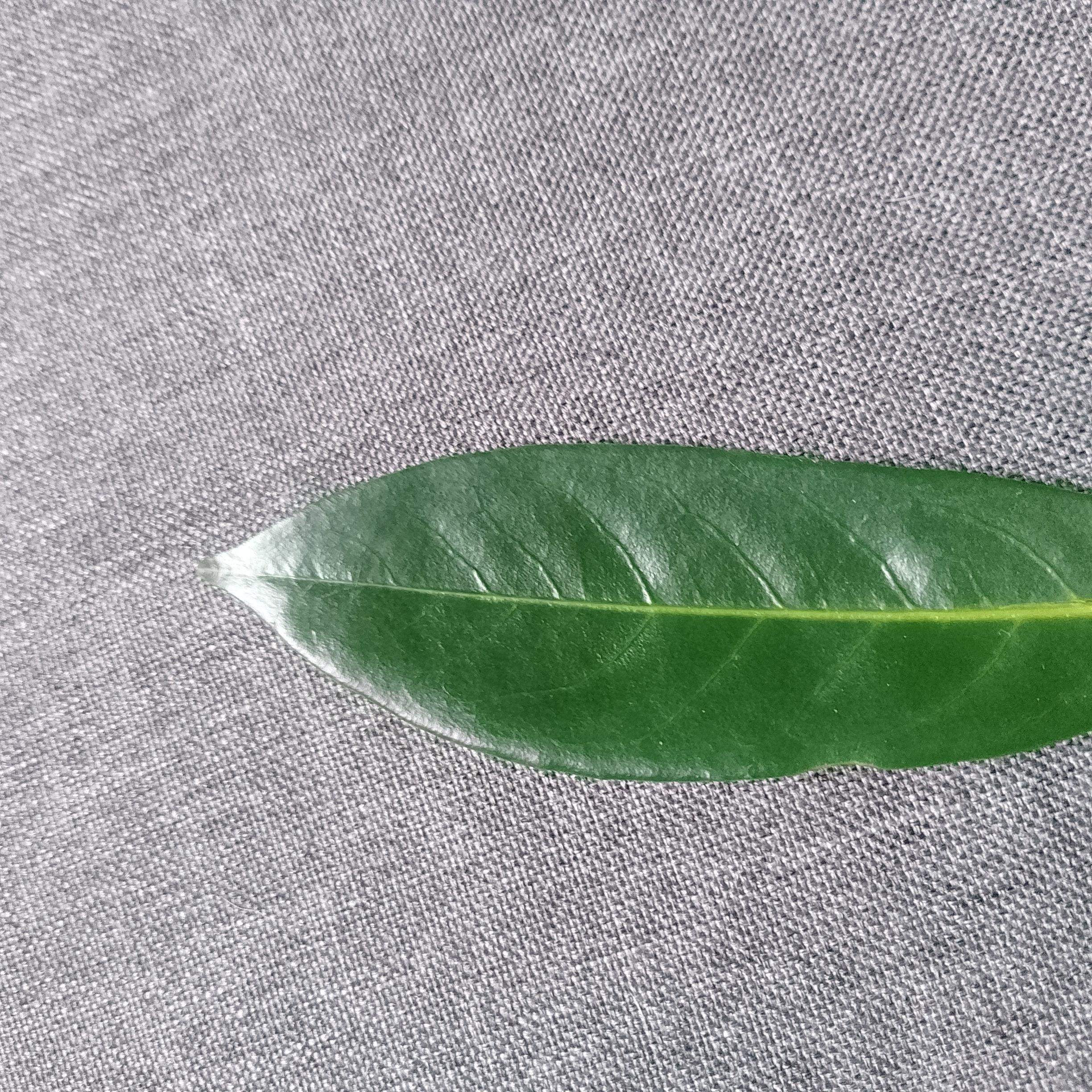 monstera peru mature Monstera: Peru – Lakeside Garden Gallery main image 0