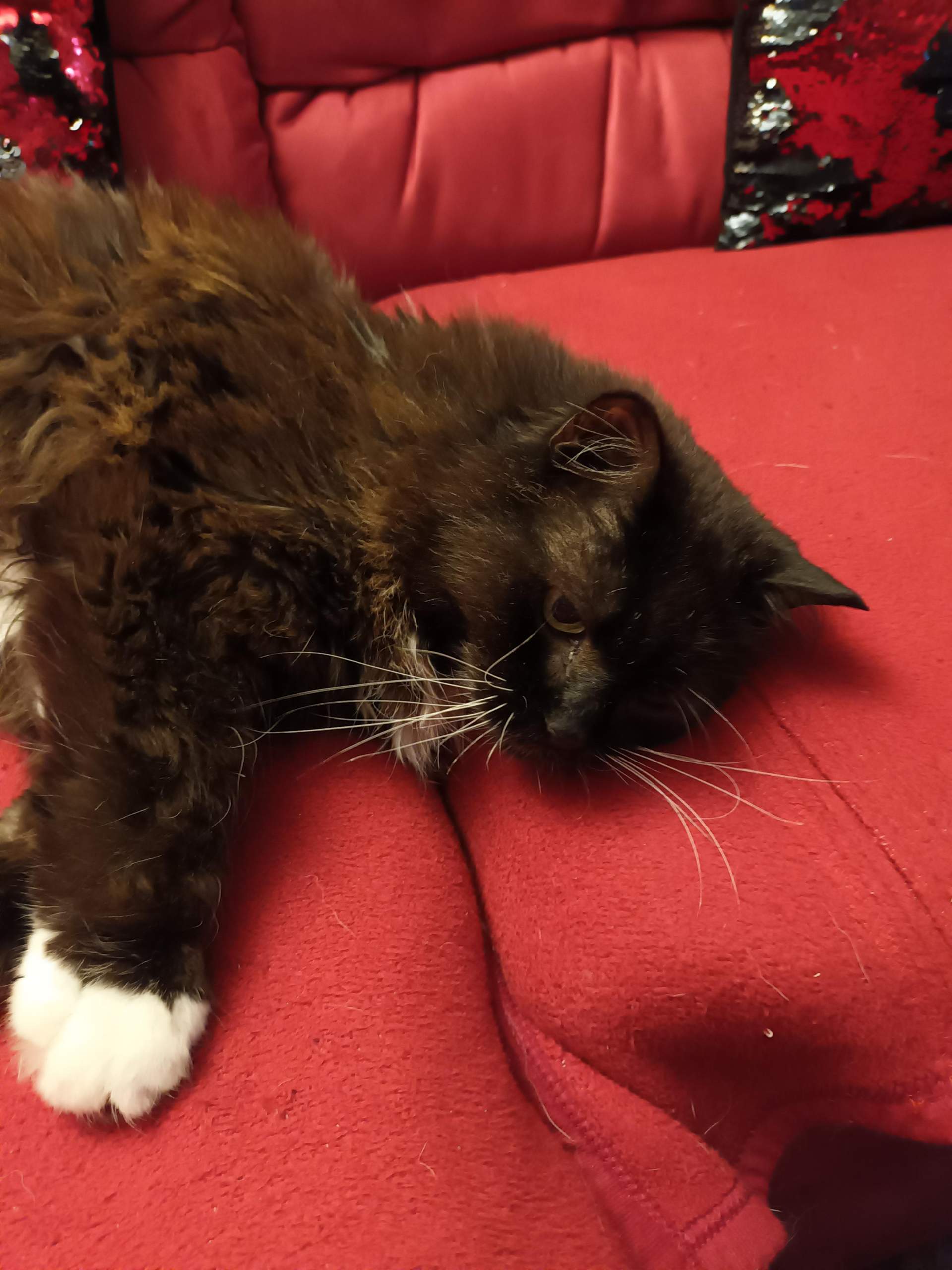 Dürfen Katzen Oliven essen? (Gesundheit, Ernährung, Katze)