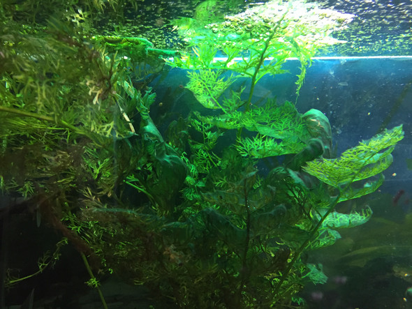 Sogar in den Pflanzen  - (Fische, Aquarium, Algen)
