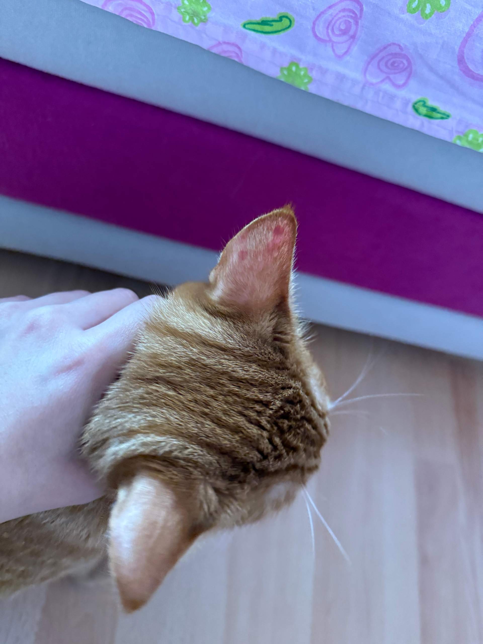 Dunkelrote Flecken am Hinterohr meines Katers. Was könnte das sein ... Dunkelrote Flecken am Hinterohr meines Katers. Was könnte das sein ...