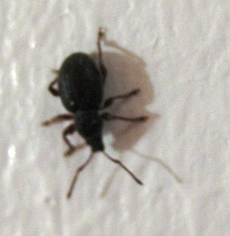 Großer schwarze Käfer im Haus: was tun? 