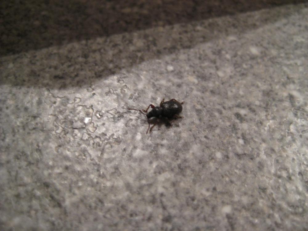 Was sind das für schwarze Käfer? (Haushalt, Schädlinge)