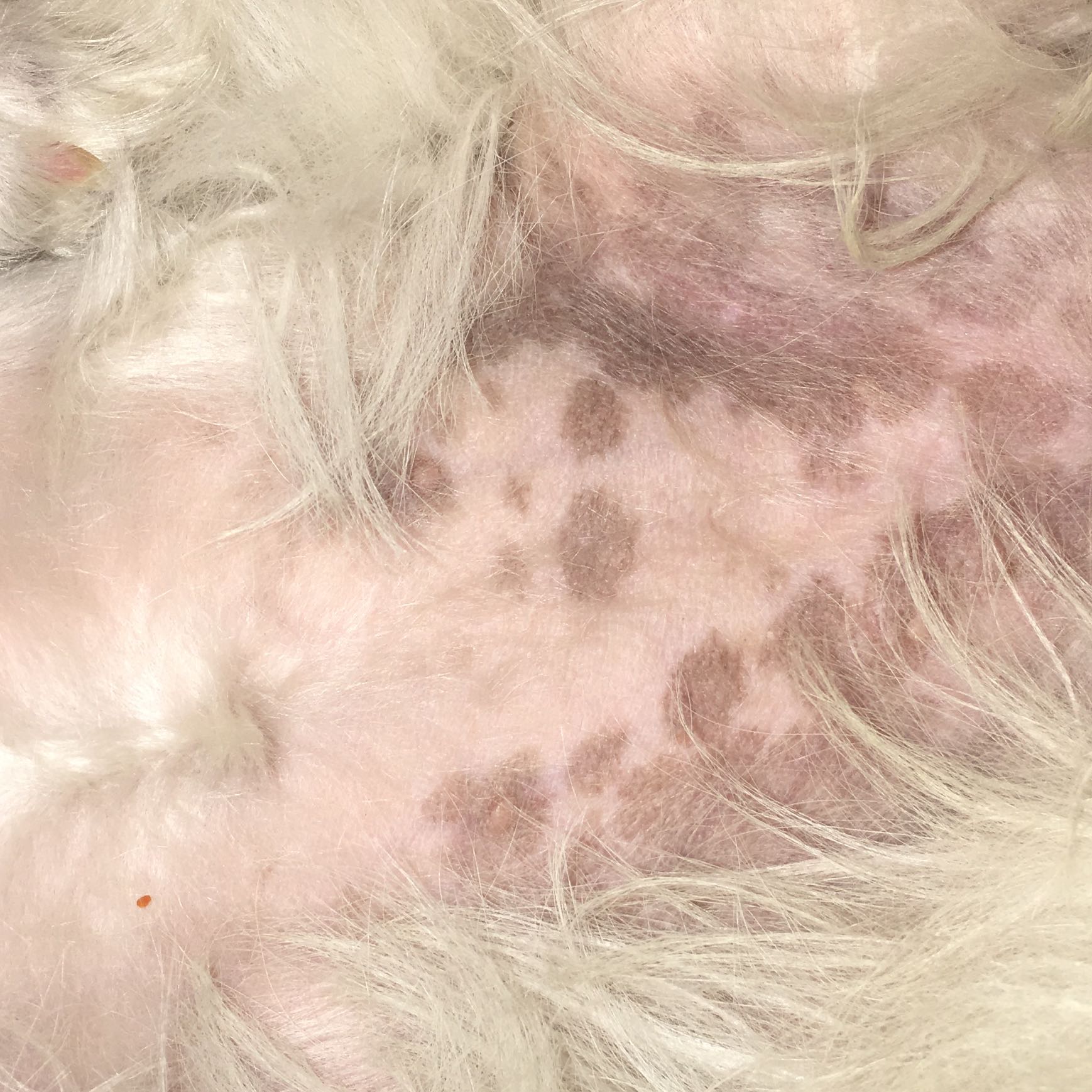 Dunkle Flecken am Bauch meines Hundes? (Gesundheit, Hund)