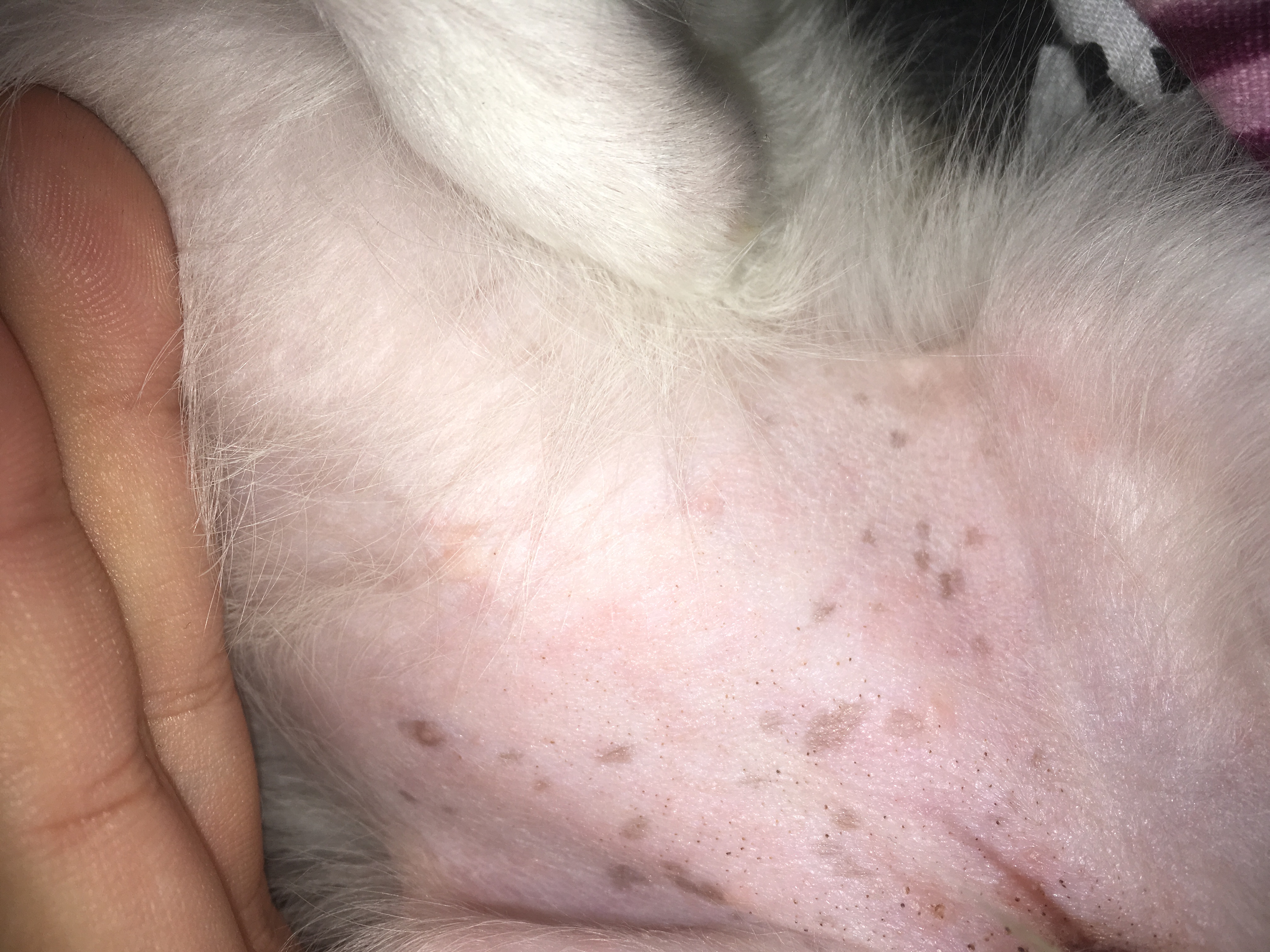 Dunkle Flecken Hundebauch? (Hund, Tierarzt)