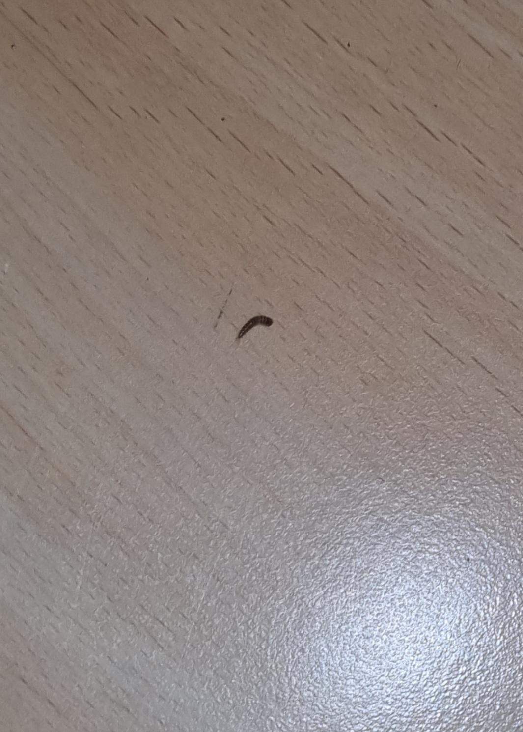 Dunkler, kleiner Wurm in der Wohnung? (Insekten, Schädlinge, Würmer)