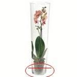Das ist jetzt nicht genau die Orchidee, die ich hatte. Meine Orchidee war ja klein aber letztendlich war die Vase ungefähr die selbe. Die Vase ist einfach so gebrochen. -> Der rote Strich zeigt die ungefähre Stelle, an der die Vase zerbrochen ist.  - (Physik, Glas, Orchideen)