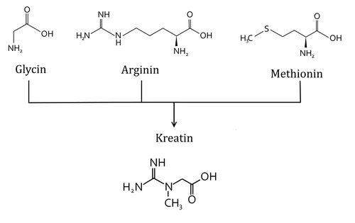Durch welche Aminosäuren entsteht kreatin? (Biologie)