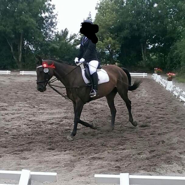 Durchs Genick geritten?(Bild) (Pferde, reiten, Turnier)