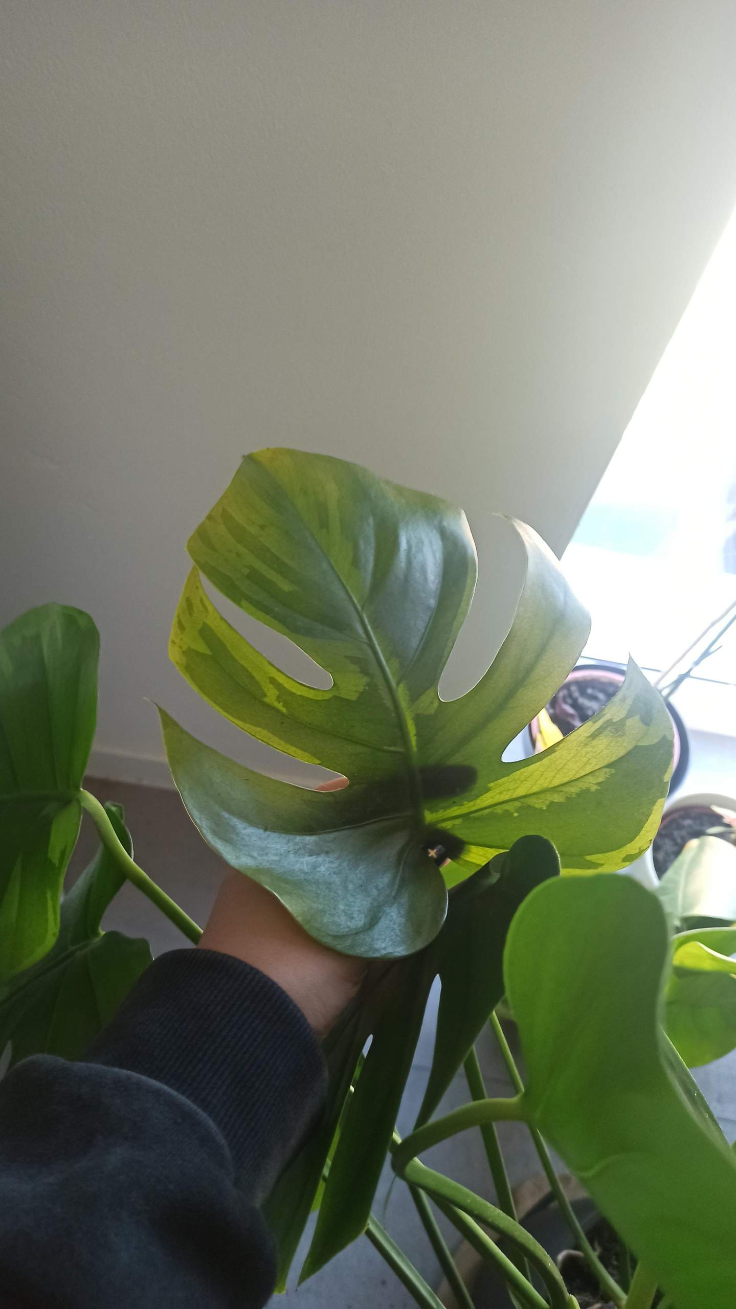 Durchsichtige Flecken an Monstera? (Pflanzenpflege, Botanik, Zimmerpflanzen)