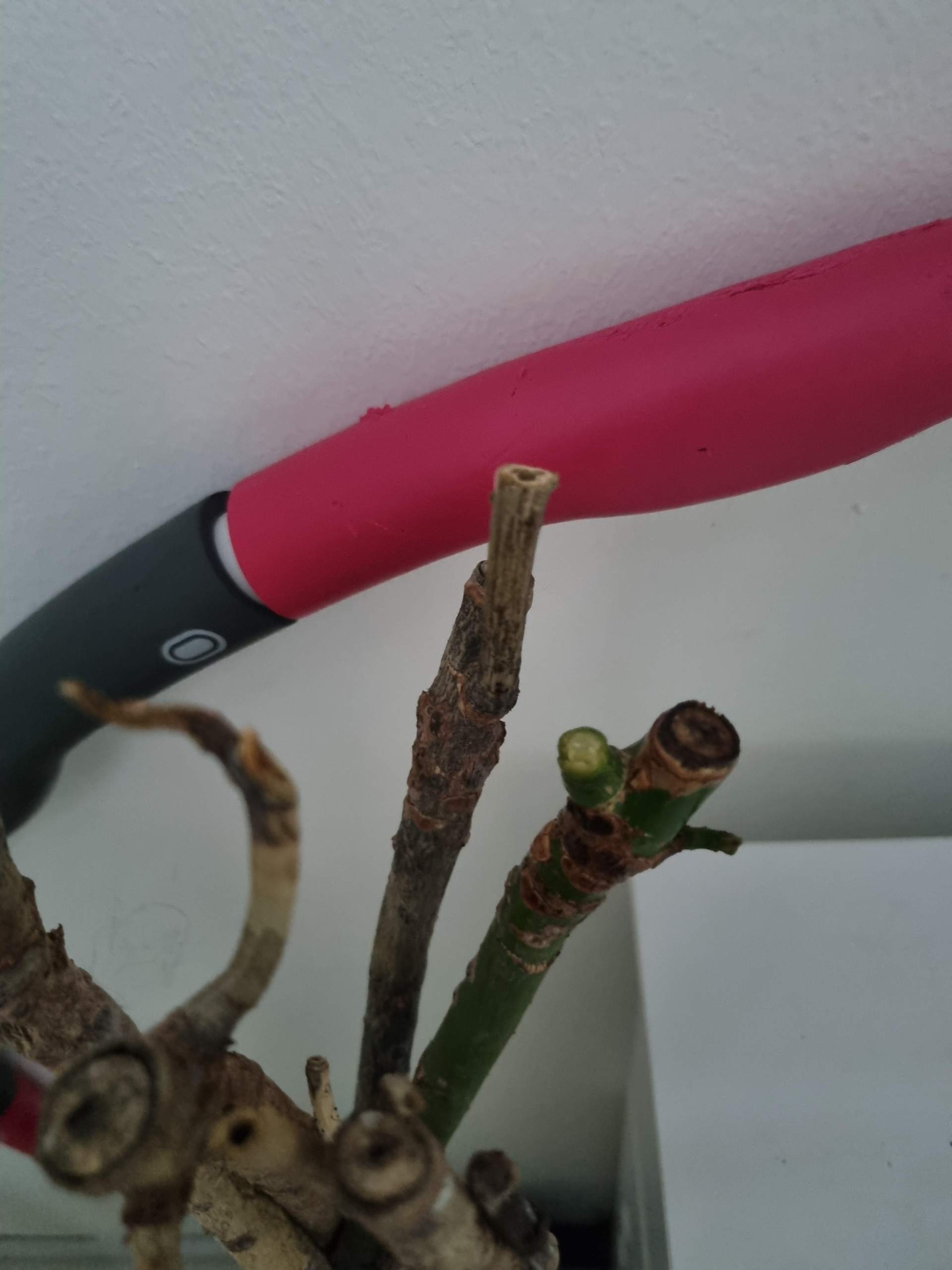 Glckskastanie abgebrochen, wie retten? (Pflanzenpflege, Zimmerpflanzen)