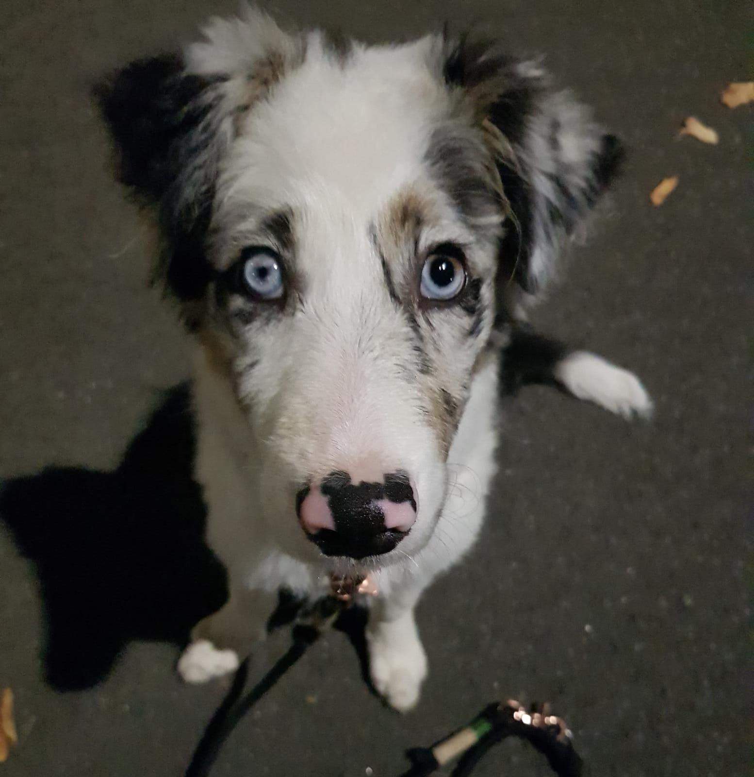 Eeine Pupille größer als die andere bei welpe? (Hund, Augen, Welpen)