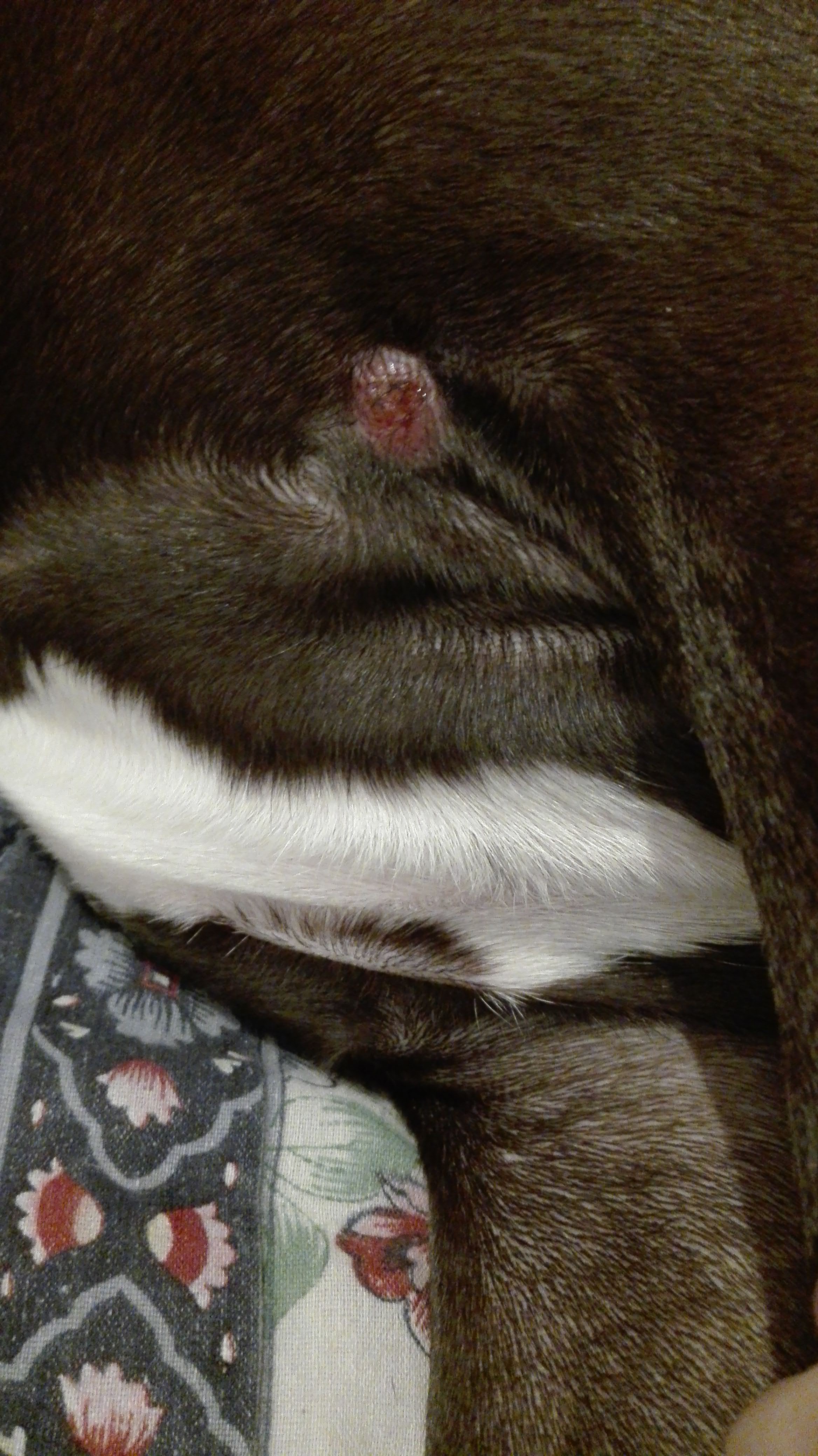 borreliose hund neurologische symptome