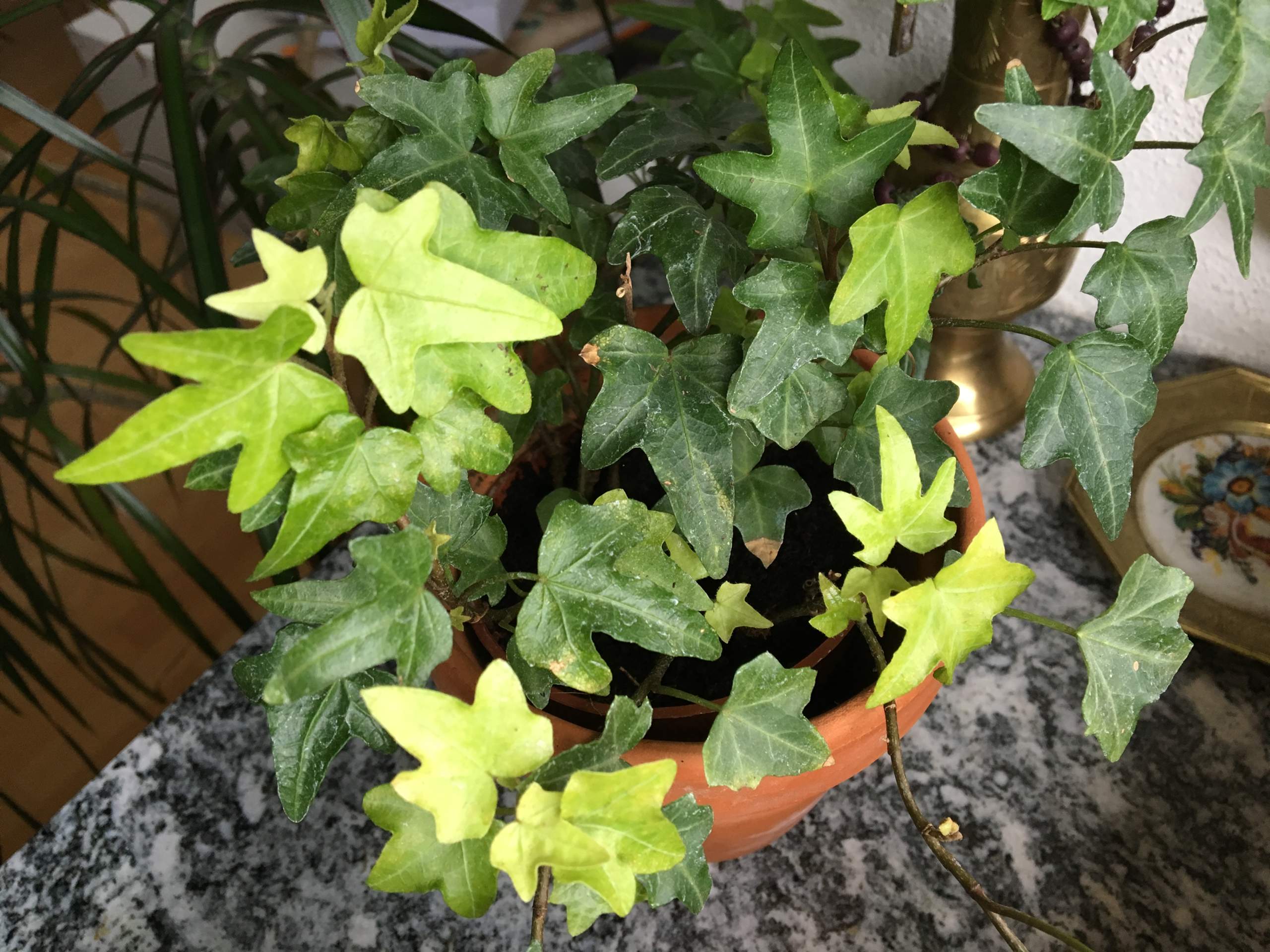 59+ Efeu Trockene Blätter, Efeu mag feuchte erde und schatten.