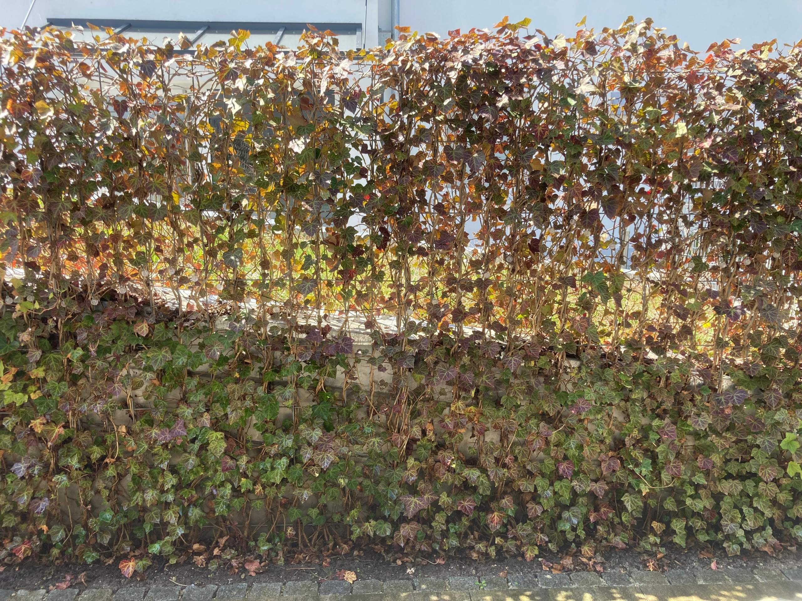 Efeu Hecke geht ein?was tun? (Pflanzen, Garten, Pflanzenpflege)